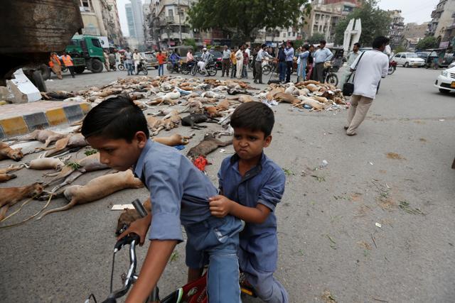 Children react as they ride a bicycle past the carcasses of dead dogs. (Reuters) Children react as they ride a bicycle past the carcasses of dead dogs. (Reuters)