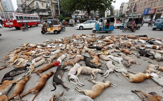 The carcasses of dead dogs are collected after they were culled using poison by the municipality in Karachi. (Reuters) The carcasses of dead dogs are collected after they were culled using poison by the municipality in Karachi. (Reuters)