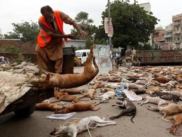 A municipal worker unloads the bodies of stray dogs from a garbage truck after they were culled using poison by the municipality in Karachi on Thursday. (Reuters) A municipal worker unloads the bodies of stray dogs from a garbage truck after they were culled using poison by the municipality in Karachi on Thursday. (Reuters)