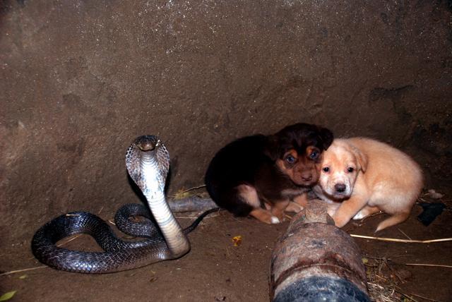 In this remarkable incident from December 2012, a Spectacled cobra and two pups fell into a 30-foot well at village Jaffarpur, Nawanshahar. Though cobras are known to bite dogs when threatened, this serpent spent 48 hours with the pups but did not bite them despite the latter clambering over the serpent and annoying their feared adversary. The cobra only hissed at the pups to make clear his/her annoyance. The pups and cobra were rescued by Nikhil Sanger. (Photo: Nikhil Sanger)