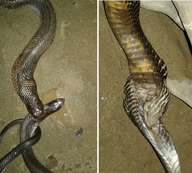 Spectacled cobras locked in fierce combat in the well. (Photo: Nikhil Sanger)
