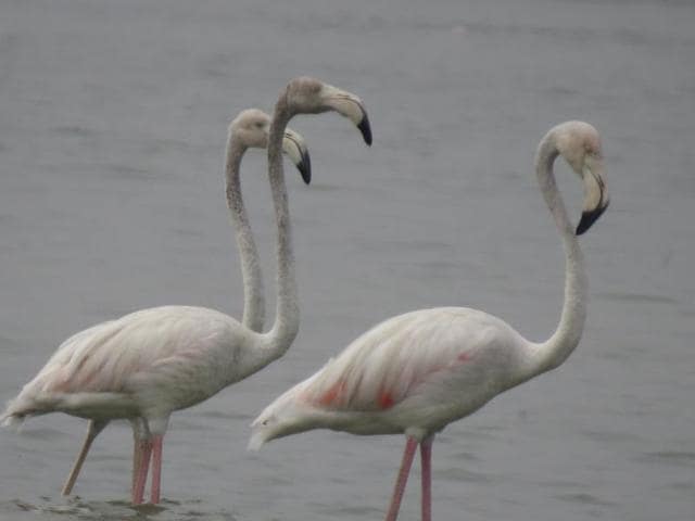 The Greater Flamingo is a popular resident of west Africa, sub-saharan Africa, the Mediterranean regions, southwest and south Asia (especially Pakistan, Bangladesh, Sri Lanka, the coastal belt of Maharashtra, Gujarat, and Odisha in India).(TK Roy/ Handout)