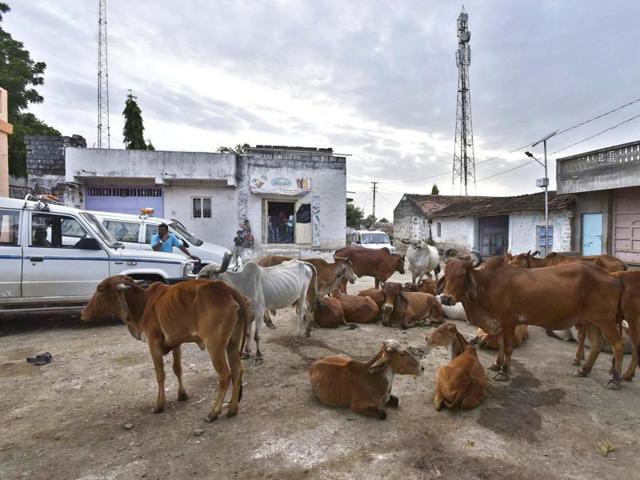 “Cow is our mother. Its excreta and urine are nectar and have power to save humans from any disease. If cow dung can treat cancer, why can’t it save us from a phone’s microwaves,” says Shankar Lal, Akhil Bharatiya Gau Sewa pramukh.(Arun Sharma/HT file for representation)