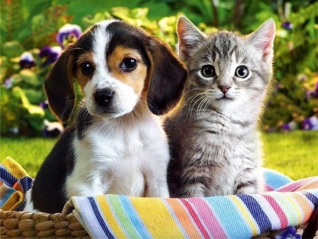 Dog owners are likely to have more friends and be in relationships as compared to cat keepers, a new study of Facebook profiles has found. (Pinterest) Dog owners are likely to have more friends and be in relationships as compared to cat keepers, a new study of Facebook profiles has found. (Pinterest)