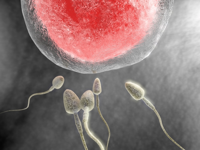 Researchers found that sperm quality in a population of stud dogs studied over a 26-year period had fallen significantly. (Pinterest) Researchers found that sperm quality in a population of stud dogs studied over a 26-year period had fallen significantly. (Pinterest)