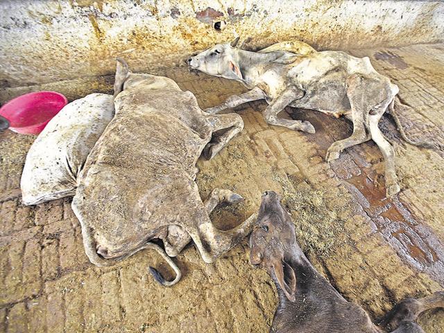 Managers of the government-run cow shelters say most cows and bulls that come to them are either ill or are injured in accidents.(Raj K Raj/HT Photo)