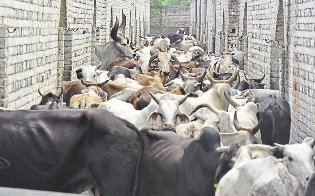 Once rounded up by the municipal corporations, the bulls, calves and cows are sent to the five government-aided cow shelters. (Raj K Raj/HT Photo) Once rounded up by the municipal corporations, the bulls, calves and cows are sent to the five government-aided cow shelters. (Raj K Raj/HT Photo)