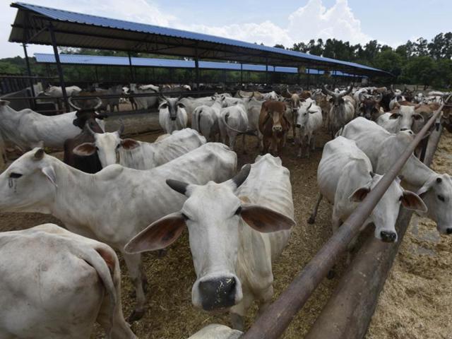 Bajrang Dal activists allegedly thrashed four people whom they suspected of being “cow thieves” near Jiroli village on the outskirts of the city.(Raj K Raj/HT File Photo) Bajrang Dal activists allegedly thrashed four people whom they suspected of being “cow thieves” near Jiroli village on the outskirts of the city.(Raj K Raj/HT File Photo)