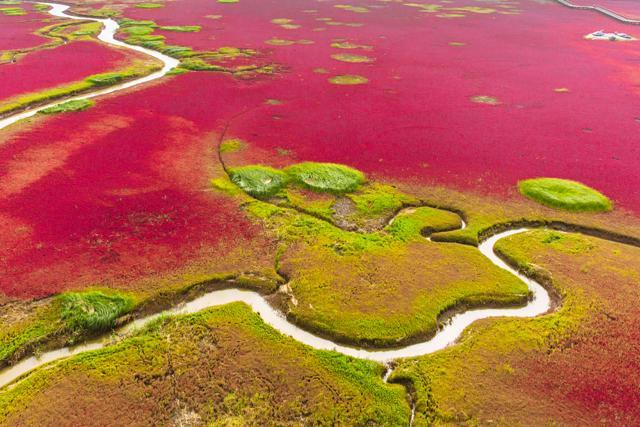 Not only does this beach have no sand, but it’s also entirely covered in a special kind of seaweed, which gives rise to its unusual appearance. (Shutterstock)