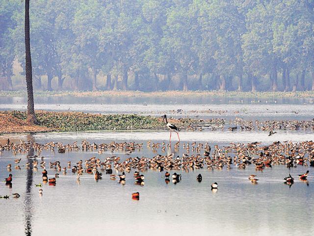 Environmentalist Vikram Tongad said that failure to protect the six wetlands will lead to the Surajpur wetland becoming dry in the future.(HT File) Environmentalist Vikram Tongad said that failure to protect the six wetlands will lead to the Surajpur wetland becoming dry in the future.(HT File)