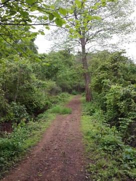 Naturalists and bird lovers are among the few who know about this trail of SGNP (Picture courtesy: Asif Khan)