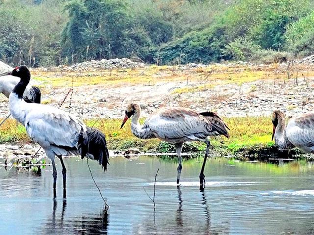 Found only in India, China and Bhutan, black-necked cranes are a vulnerable species. The Environment Impact Assessment report of a proposed hydroelectric project in the Zemithang Valley in Arunachal Pradesh did not mention that the valley is one of the few wintering sites of the birds globally. After the fact was brought out by locals, the NGT suspended the project’s environment clearance.(Lham Tsering) Found only in India, China and Bhutan, black-necked cranes are a vulnerable species. The Environment Impact Assessment report of a proposed hydroelectric project in the Zemithang Valley in Arunachal Pradesh did not mention that the valley is one of the few wintering sites of the birds globally. After the fact was brought out by locals, the NGT suspended the project’s environment clearance.(Lham Tsering)