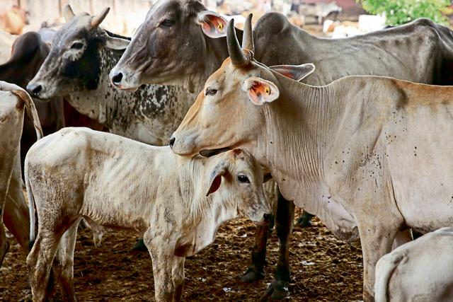 Over 8,000 cows are housed at Hingonia rehab centre. (HT Photo) Over 8,000 cows are housed at Hingonia rehab centre. (HT Photo)
