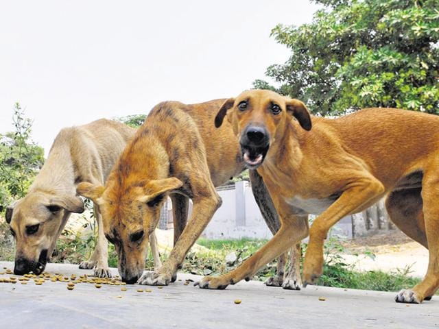 Maximum dog bite cases have been reported from Bharatpur district (22,743), followed by Alwar district (17,411) this year.(HT File Photo/ Sunil Ghosh) Maximum dog bite cases have been reported from Bharatpur district (22,743), followed by Alwar district (17,411) this year.(HT File Photo/ Sunil Ghosh)