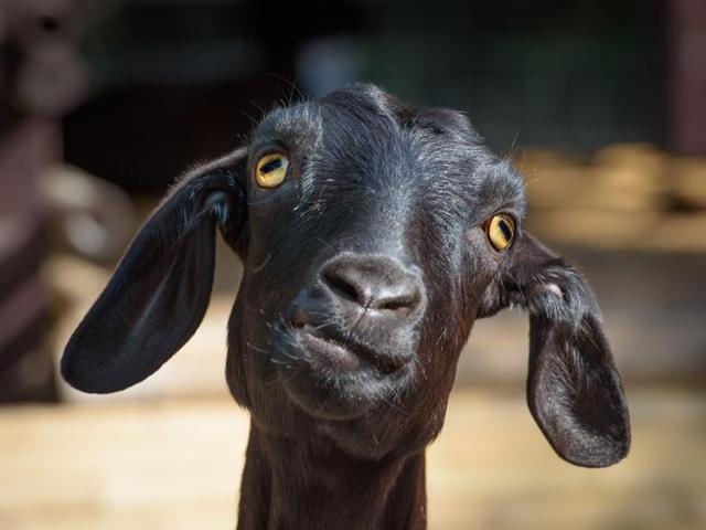 Authorities first made the owner pay Rs 93 for the goat’s parcel ticket, and then slapped Rs 300 as penalty for it having defecated on the platform. (Shutterstock/Representative image) Authorities first made the owner pay Rs 93 for the goat’s parcel ticket, and then slapped Rs 300 as penalty for it having defecated on the platform. (Shutterstock/Representative image)