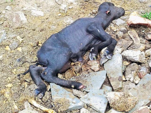 In the absence of a scientific mechanism for disposing of carcasses, the bodies are dumped in the open in Sikanderpur Ghosi. (HT Photo) In the absence of a scientific mechanism for disposing of carcasses, the bodies are dumped in the open in Sikanderpur Ghosi. (HT Photo)