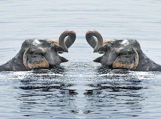 Local forest officers said the site has copious amounts of paddy, coconut, cashew, banana, rice and bamboo — an attractive buffet for elephants.(Picture for representation)