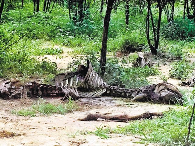 Carcasses dumped near DLF Phase 1. Carcasses dumped near DLF Phase 1.
