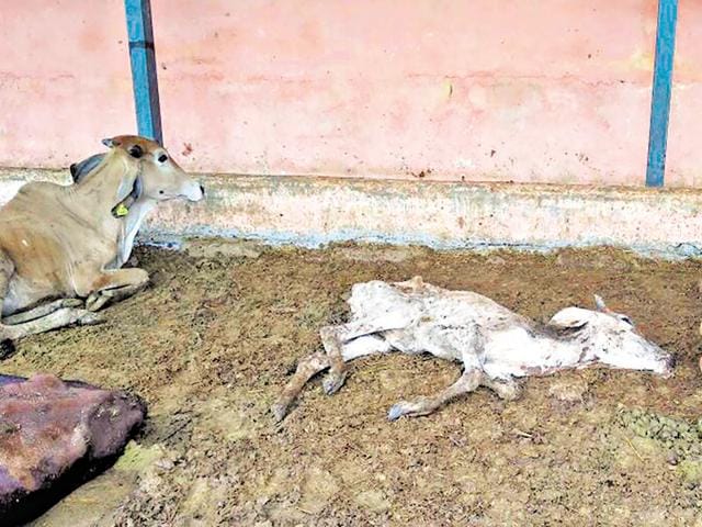 In the state shelters turn condemned cells for cattle Hindustan Times