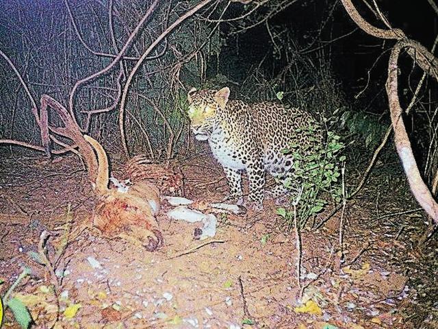 A leopard eating a sambar at night. (Dr Vidya Athreya) A leopard eating a sambar at night. (Dr Vidya Athreya)