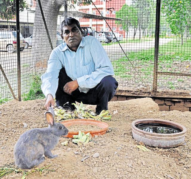 The rabbit and Chhote Lal. (Vikramjit Singh) The rabbit and Chhote Lal. (Vikramjit Singh)