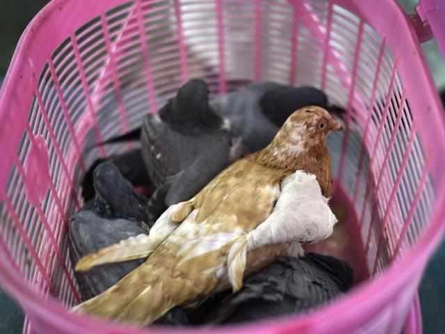 As expected, this year too on Independence Day, bird injuries multiplied as the kite flying season reached a peak. People generally use cotton strings coated with crushed glass. Now usage of plastic strings has increased as they do not break easily. ‘Manjha’ - a type of plastic string - gives fliers an advantage over their competitors , but it may cut short a bird’s life. (Ajay Aggarwal/HT PHOTO)