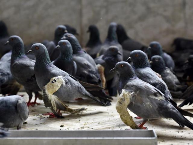 Often birds get grievously injured if they get entangled in a kite string. Only few are lucky enough to get treatment at bird hospitals like Shree Vijayanand Suri Jain Charitable Birds Hospital. (Ajay Aggarwal/HT PHOTO)