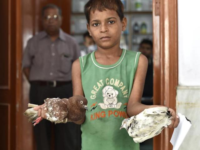 Kabootarbazi (pigeon race) is still popular in old quarters of Delhi, but kite strings don’t distinguish domesticated birds from the stray, weaving a ‘deadly net’ on their paths. A boy arrives at a hospital with two such injured pets. (Ajay Aggarwal/HT PHOTO)