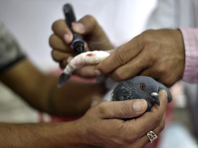 An injured pigeon is being attended to by veterinary doctors even as many end up losing their wings after deep cuts or fractures. (Ajay Aggarwal/HT PHOTO)