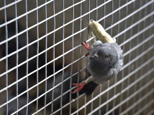 “Birds that have lost their limbs may not able to fly again. The hospital then takes care of them for rest of the life,” according to Rajeev Jain, president of Shree Vijayanand Suri Jain Charitable Birds Hospital. (Ajay Aggarwal/HT PHOTO)
