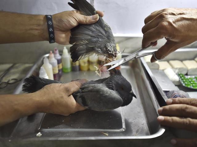 Birds At High Risk Of Injuries Due To Chinese Kite String