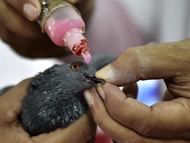 Besides physical injuries, birds are even treated for psychological trauma. (Ajay Aggarwal/HT PHOTO)