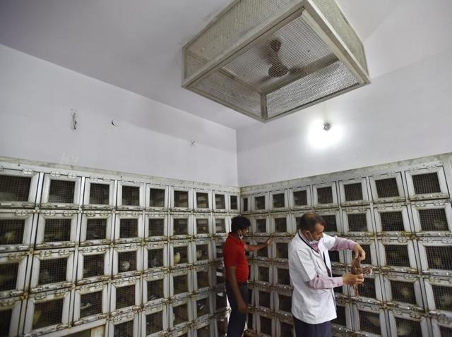 Injured birds are housed in individual cages, during their long recovery period, with scheduled checks by a veterinary doctor. (Ajay Aggarwal/HT PHOTO)