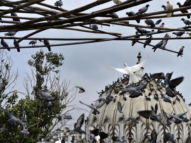 Post recovery, the birds are set free to return to the blue skies, where they belong. However, many return, making the hospital their new-found home. (Ajay Aggarwal/HT PHOTO)