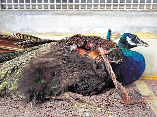 A peacock that was injured by a kite string.(Ajay Aggarwal/HT Photo) A peacock that was injured by a kite string.(Ajay Aggarwal/HT Photo)