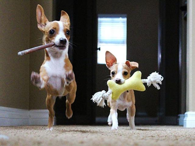 The study is one of the first to combine brain-imaging data with behavioural experiments to explore canine reward preferences, researchers said. (Pinterest) The study is one of the first to combine brain-imaging data with behavioural experiments to explore canine reward preferences, researchers said. (Pinterest)