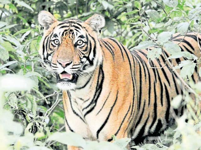 Machli turned 20 this year.(HT File Photo) Machli turned 20 this year.(HT File Photo)