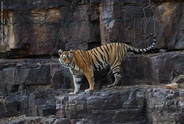 Machli was the world’s oldest-surviving tiger in the wild.(Photo credit: Facebook page- The Queen of Tigers)