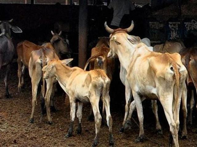 Earlier this month, the Centre had asked the states and union territories not to tolerate any attacks on individuals in the name of cow vigilantism(Representative image)