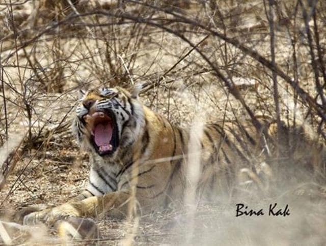 Machli even had a dedicated team that used to keep a track of her movements. (Photo: Machli’s facebook page) Machli even had a dedicated team that used to keep a track of her movements. (Photo: Machli’s facebook page)