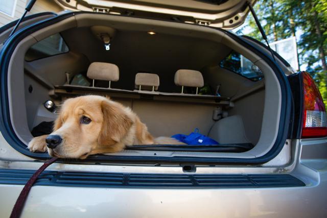 Dogs can die when left locked in hot cars, especially on very sunny, warm days. (Shutterstock) Dogs can die when left locked in hot cars, especially on very sunny, warm days. (Shutterstock)