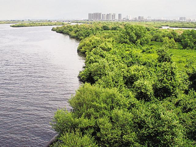 More than 50 cases of mangrove destruction between July 2015 and August 2016 remain pending. (HT Photo) More than 50 cases of mangrove destruction between July 2015 and August 2016 remain pending. (HT Photo)
