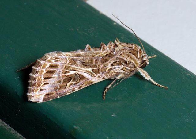 Spodoptera Litura damages tobacco, fenugreek, vegetables, tumeric, cotton, groundnut. (HT Photo) Spodoptera Litura damages tobacco, fenugreek, vegetables, tumeric, cotton, groundnut. (HT Photo)
