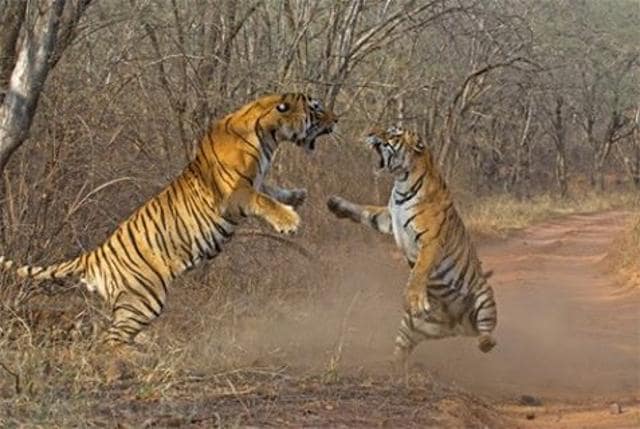 In Pics: Machli, India’s Oldest Surviving Tigress, Dies At 19 