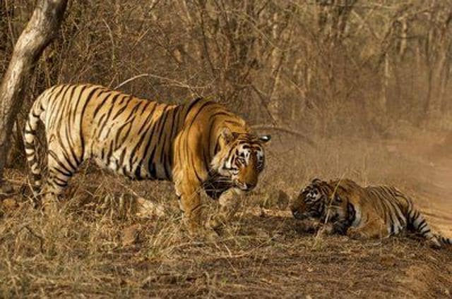 In pics: Machli, India’s oldest surviving tigress, dies at 19 | Latest ...