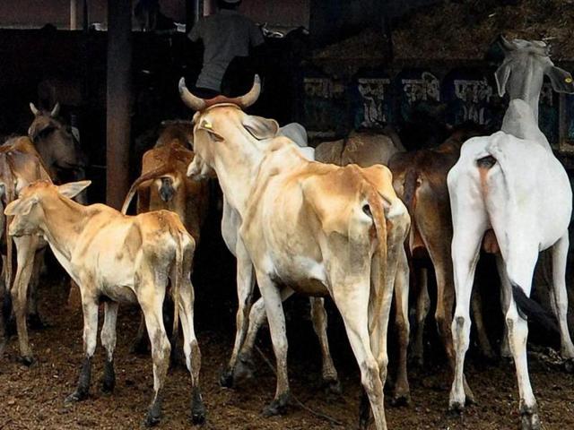 The incident comes days after the Union home ministry cracked the whip on cow vigilantism, asking states not to tolerate anyone taking the law into their hands in the name of protecting cow.(PTI/Representative Photo)