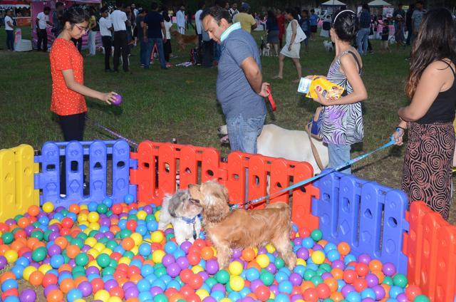 Dogs enjoy a game in the ball pit. (Whatspup)