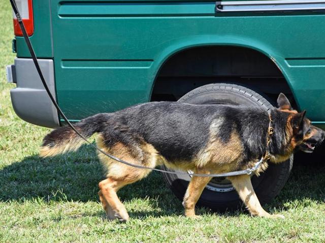 A Dutch police dog has sniffed out a fortune tucked into the trunk of an alleged drug trafficker’s car. (Shutterstock/Representative image) A Dutch police dog has sniffed out a fortune tucked into the trunk of an alleged drug trafficker’s car. (Shutterstock/Representative image)