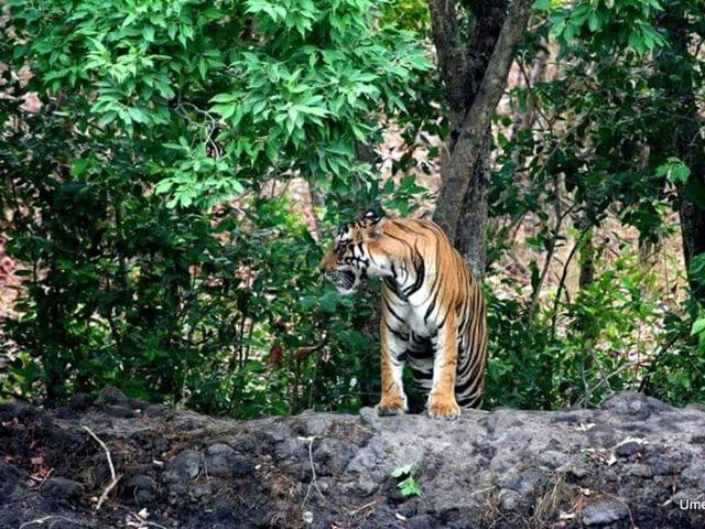 (Kalua, named so because of the black shade of his fur, is another favourite at the Bandhavgarh tiger reserve.) (Kalua, named so because of the black shade of his fur, is another favourite at the Bandhavgarh tiger reserve.)