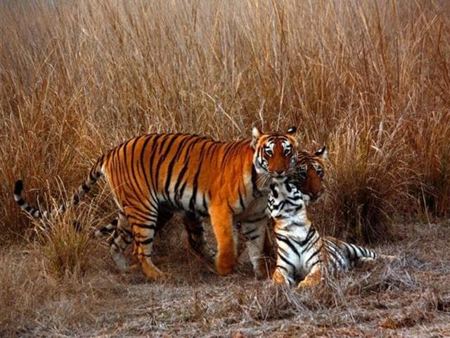 Chhoti Tara is amongst the stars at Tadoba Andhari Tiger Reserve. Seen here with cubs. Chhoti Tara is amongst the stars at Tadoba Andhari Tiger Reserve. Seen here with cubs.